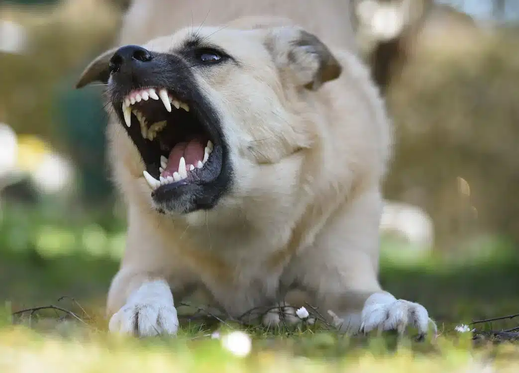 Dog Bites Lawyer in Huntington, NY